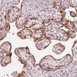Invitrogen GPR177 Polyclonal Antibody 100 &mu;L; Unconjugated:Antibodies,