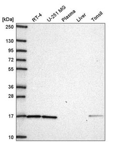 Invitrogen GPR177 Polyclonal Antibody 100 &mu;L; Unconjugated:Antibodies,