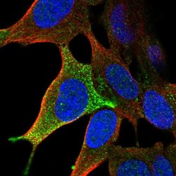Invitrogen LHFPL3 Polyclonal Antibody 100 &mu;L; Unconjugated:Antibodies,