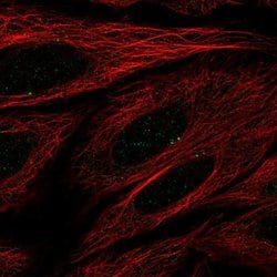 Invitrogen SEC14L4 Polyclonal Antibody 100 &mu;L; Unconjugated:Antibodies,