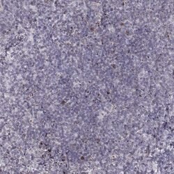 Invitrogen TMEM48 Polyclonal Antibody 100 &mu;L; Unconjugated:Antibodies,