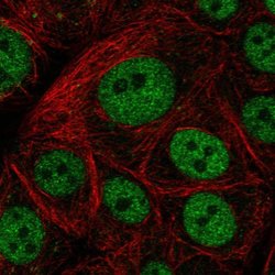 Invitrogen GTF3C5 Polyclonal Antibody 100 &mu;L; Unconjugated:Antibodies,