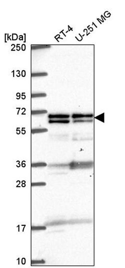 Invitrogen GTF3C5 Polyclonal Antibody 100 &mu;L; Unconjugated:Antibodies,