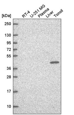 Invitrogen TFCP2 Polyclonal Antibody 100 &mu;L; Unconjugated:Antibodies,