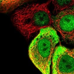 Invitrogen SC5D Polyclonal Antibody 100 &mu;L; Unconjugated:Antibodies,
