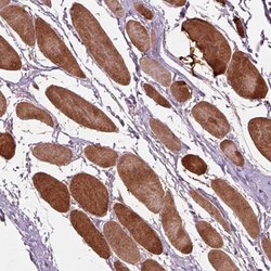 Invitrogen PPAPDC3 Polyclonal Antibody 100 &mu;L; Unconjugated:Antibodies,