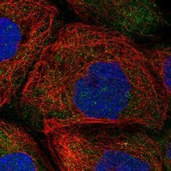 Invitrogen HERC4 Polyclonal Antibody 100 &mu;L; Unconjugated:Antibodies,