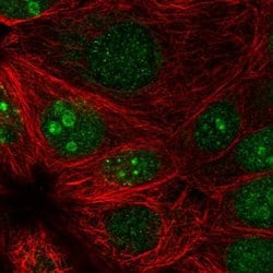 Invitrogen PRR19 Polyclonal Antibody 100 &mu;L; Unconjugated:Antibodies,