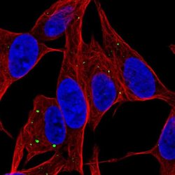 Invitrogen SERTM1 Polyclonal Antibody 100 &mu;L; Unconjugated:Antibodies,
