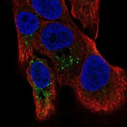 Invitrogen TMBIM1 Polyclonal Antibody 100 &mu;L; Unconjugated:Antibodies,