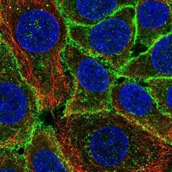 Invitrogen GPRIN1 Polyclonal Antibody 100 &mu;L; Unconjugated:Antibodies,