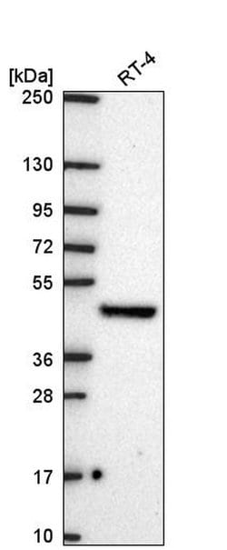 Invitrogen FICD Polyclonal Antibody 100 &mu;L; Unconjugated:Antibodies,