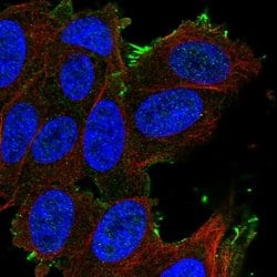 Invitrogen OATP1 Polyclonal Antibody 100 &mu;L; Unconjugated:Antibodies,