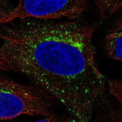 Invitrogen SCAMP3 Polyclonal Antibody 100 &mu;L; Unconjugated:Antibodies,