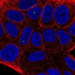 Invitrogen TIGD2 Polyclonal Antibody 100 &mu;L; Unconjugated:Antibodies,