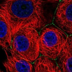 Invitrogen SLC2A11 Polyclonal Antibody 100 &mu;L; Unconjugated:Antibodies,