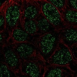 Invitrogen RTP4 Polyclonal Antibody 100 &mu;L; Unconjugated:Antibodies,
