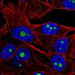 Invitrogen ACTR10 Polyclonal Antibody 100 &mu;L; Unconjugated:Antibodies,