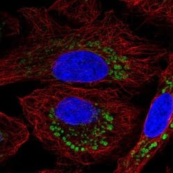 Invitrogen DPY19L2 Polyclonal Antibody 100 &mu;L; Unconjugated:Antibodies,
