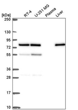 Invitrogen DPY19L2 Polyclonal Antibody 100 &mu;L; Unconjugated:Antibodies,