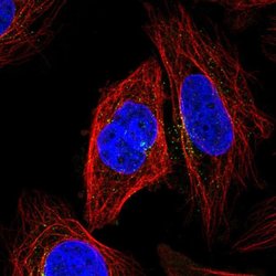 KLHL12 Polyclonal Antibody, Invitrogen 100 &mu;L; Unconjugated:Antibodies,