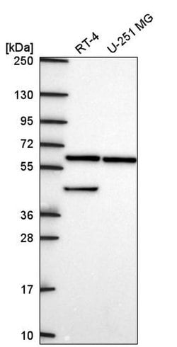 KLHL12 Polyclonal Antibody, Invitrogen 100 &mu;L; Unconjugated:Antibodies,