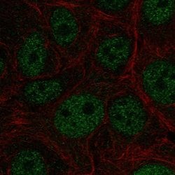 Invitrogen E4F1 Polyclonal Antibody 100 &mu;L; Unconjugated:Antibodies,
