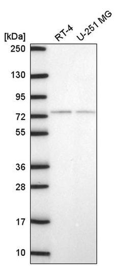 Invitrogen E4F1 Polyclonal Antibody 100 &mu;L; Unconjugated:Antibodies,
