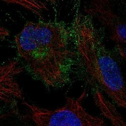 Invitrogen CYFIP2 Polyclonal Antibody 100 &mu;L; Unconjugated:Antibodies,
