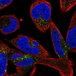 Invitrogen SMIM17 Polyclonal Antibody 100 &mu;L; Unconjugated:Antibodies,