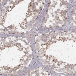 Invitrogen FAM13B Polyclonal Antibody 100 &mu;L; Unconjugated:Antibodies,