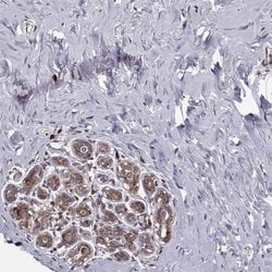 Invitrogen RPL31 Polyclonal Antibody 100 &mu;L; Unconjugated:Antibodies,