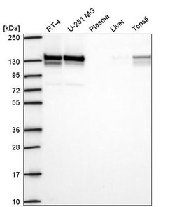 Invitrogen RABGAP1 Polyclonal Antibody 100 &mu;L; Unconjugated:Antibodies,