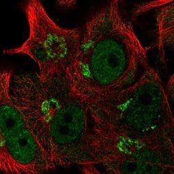 Invitrogen FAPP2 Polyclonal Antibody 100 &mu;L; Unconjugated:Antibodies,