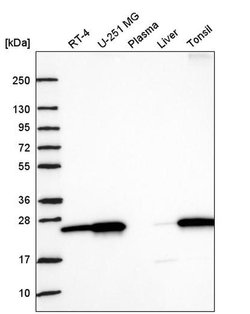 Invitrogen Nurim Polyclonal Antibody 100 &mu;L; Unconjugated:Antibodies,