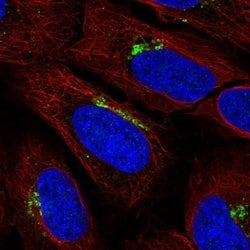 Invitrogen KIAA0319L Polyclonal Antibody 100 &mu;L; Unconjugated:Antibodies,