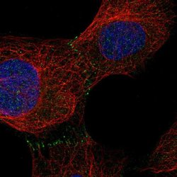 Invitrogen Aminopeptidase O Polyclonal Antibody 100 &mu;L; Unconjugated:Antibodies,