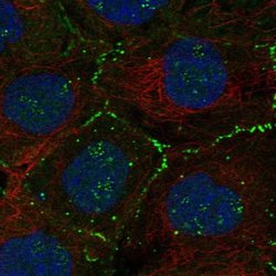 Invitrogen FBLIM1 Polyclonal Antibody 100 &mu;L; Unconjugated:Antibodies,