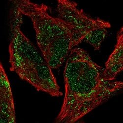 Invitrogen NDUFA9 Polyclonal Antibody 100 &mu;L; Unconjugated:Antibodies,