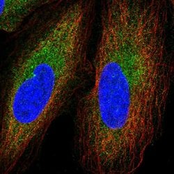Invitrogen GGNBP2 Polyclonal Antibody 100 &mu;L; Unconjugated:Antibodies,