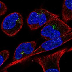 RPGR Polyclonal Antibody, Invitrogen 100 &mu;L; Unconjugated:Antibodies,