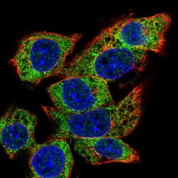 Invitrogen C22orf39 Polyclonal Antibody 100 &mu;L; Unconjugated:Antibodies,