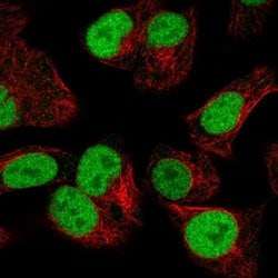 Invitrogen ORC2 Polyclonal Antibody 100 &mu;L; Unconjugated:Antibodies,