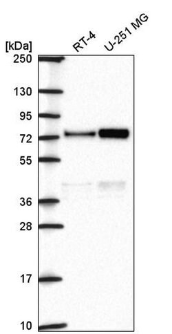 Invitrogen ORC2 Polyclonal Antibody 100 &mu;L; Unconjugated:Antibodies,