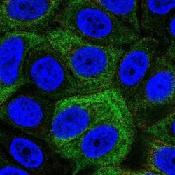 Invitrogen SRMS Polyclonal Antibody 100 &mu;L; Unconjugated:Antibodies,
