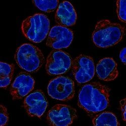 Invitrogen SLA Polyclonal Antibody 100 &mu;L; Unconjugated:Antibodies,