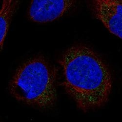 Invitrogen LETMD1 Polyclonal Antibody 100 &mu;L; Unconjugated:Antibodies,