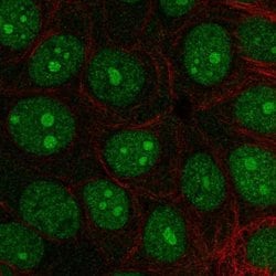Invitrogen INTS3 Polyclonal Antibody 100 &mu;L; Unconjugated:Antibodies,