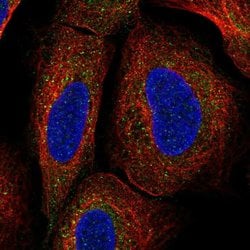 Invitrogen TMEM136 Polyclonal Antibody 100 &mu;L; Unconjugated:Antibodies,