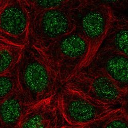 Invitrogen KLLN Polyclonal Antibody 100 &mu;L; Unconjugated:Antibodies,
